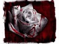trandafirul acoperit cu sange