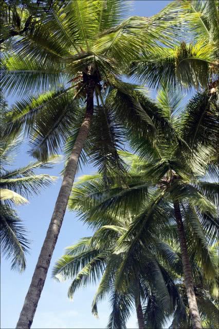 la savane palm trees