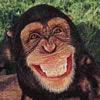 funny monkey 1