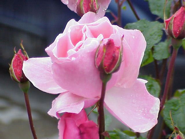 trandafir2