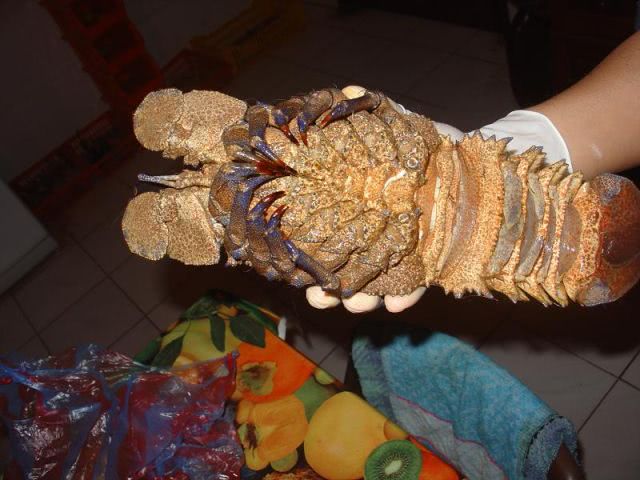 aragoste lobster1