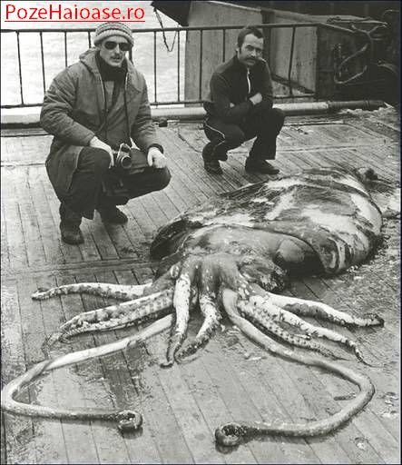 normal_giant squid