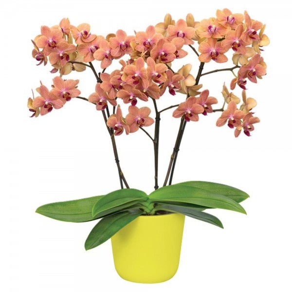 a2665 4sp_ _phalaenopsis_multiflora_orchid_ _sunset_love