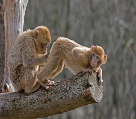 poze haioase poze maimute amuzane inspectie