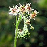 drosera adelae typ creame flower 2