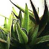 drosera adelae typ green flower 1