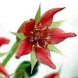 drosera adelae typ red flower 1