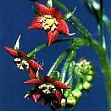 drosera adelae typ red flower 2