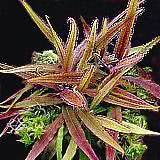 drosera adelae typ red flower 3