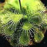 drosera burmannii typ green 2