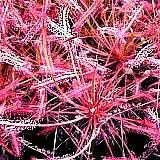 drosera capensis typ all red 1