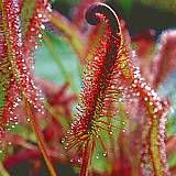 drosera capensis typ all red 2