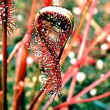 drosera capensis typ all red 4