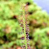 drosera filiformis x rotundifolia 1