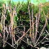 drosera graminifolia 1