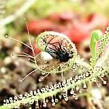 drosera indica typ south africa 4