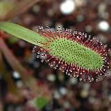 drosera capensis typ baines kloof 2
