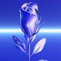 trandafir albastru