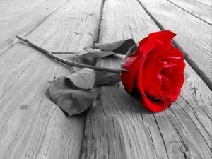poze dragoste_trandafir rosu1 300x225_1_