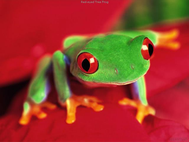Red_eyed_frog