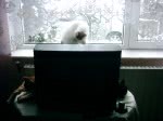 pisicile iarna