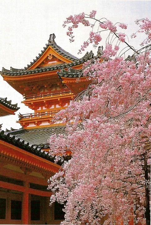 japonia sarbatoarea florii de cirec