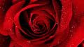 trandafiri rosii