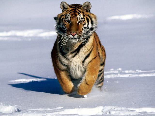 tiger 1024X768