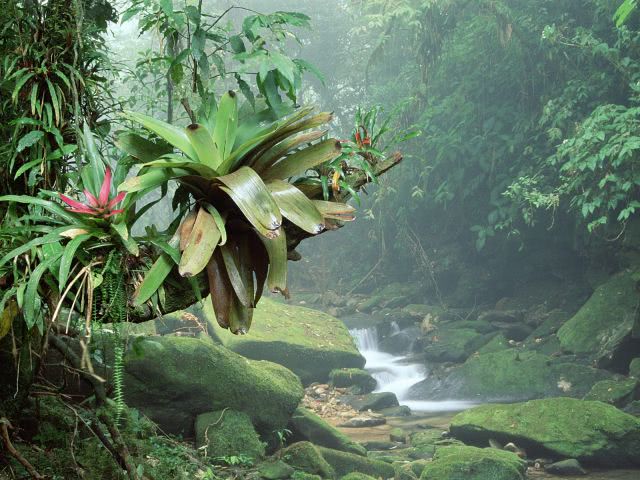 Bromeliads, Bocaina National Park, Atlantic Rainforest, Brazil