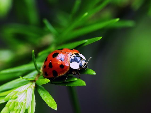 Nine Spotted Ladybug