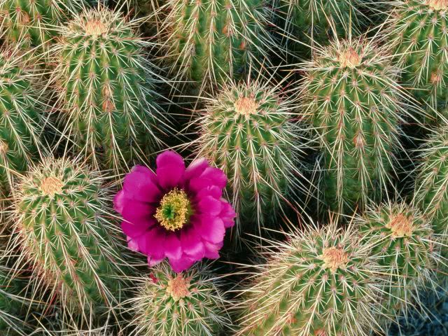 Strawberry Hedgehog Cactus, Superstition Mountains, Arizona
