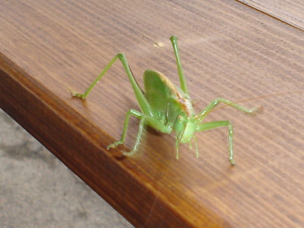 shemale gabrielle bucuresti