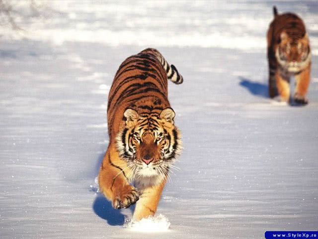 gonflabile porno jpg gonflabile porno