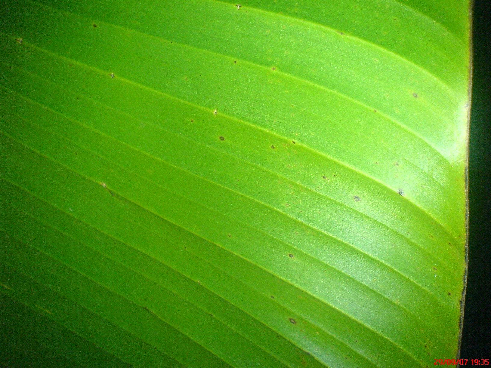 agentii matrimoniale tulcea