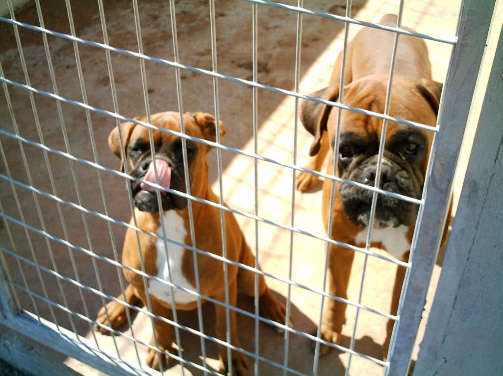 pardesiu dama online jpg pardesiu dama online