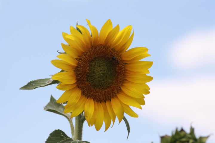 anunturi gratuite bucuresti jpg anunturi gratuite bucuresti