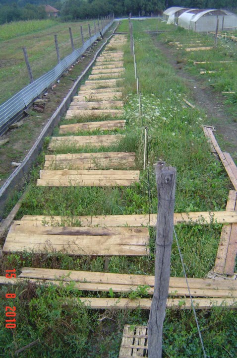 cresterea testosteronului