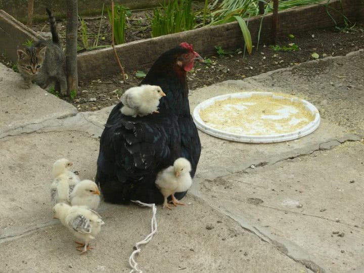 www anunturi matrimoniale com