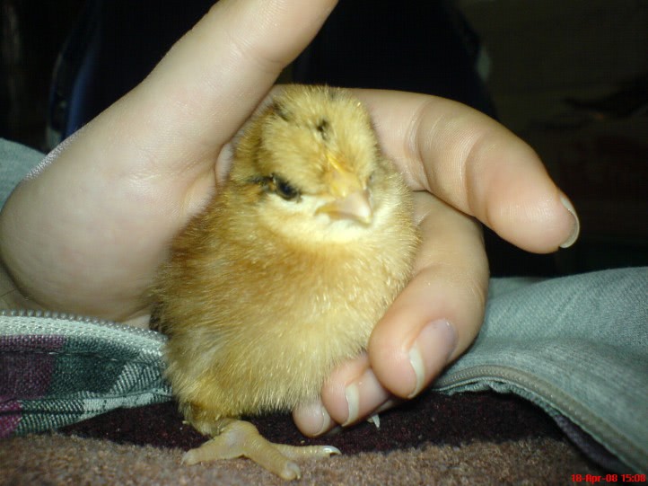 platita sa faca sex jpg platita sa faca sex