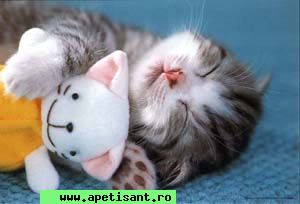 matrimoniale femei singure bucurești