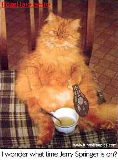 chat tuga jpg chat tuga