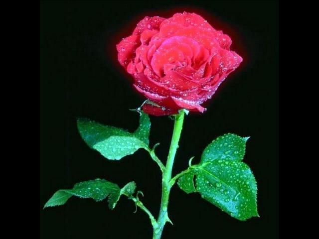 Flowers 047 jpg Flowers 047