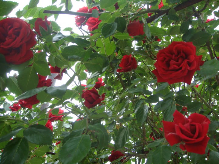 elfant sex jpg elfant sex