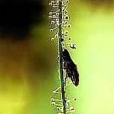 gay vore jpg gay vore