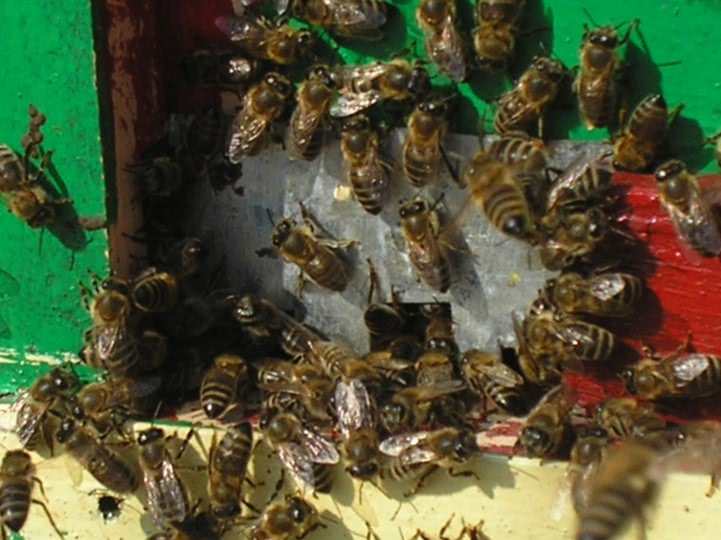 e bine sa faci sex oral