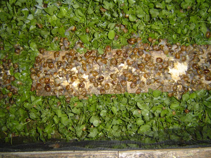 matrimoniale motru gorj jpg matrimoniale motru gorj