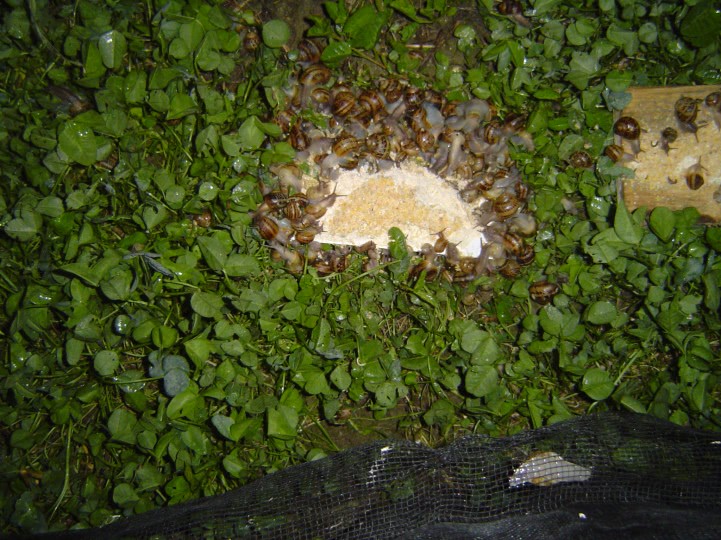 sex la ferma jpg sex la ferma