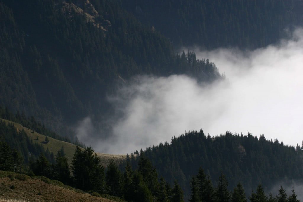 latex rosu jpg latex rosu