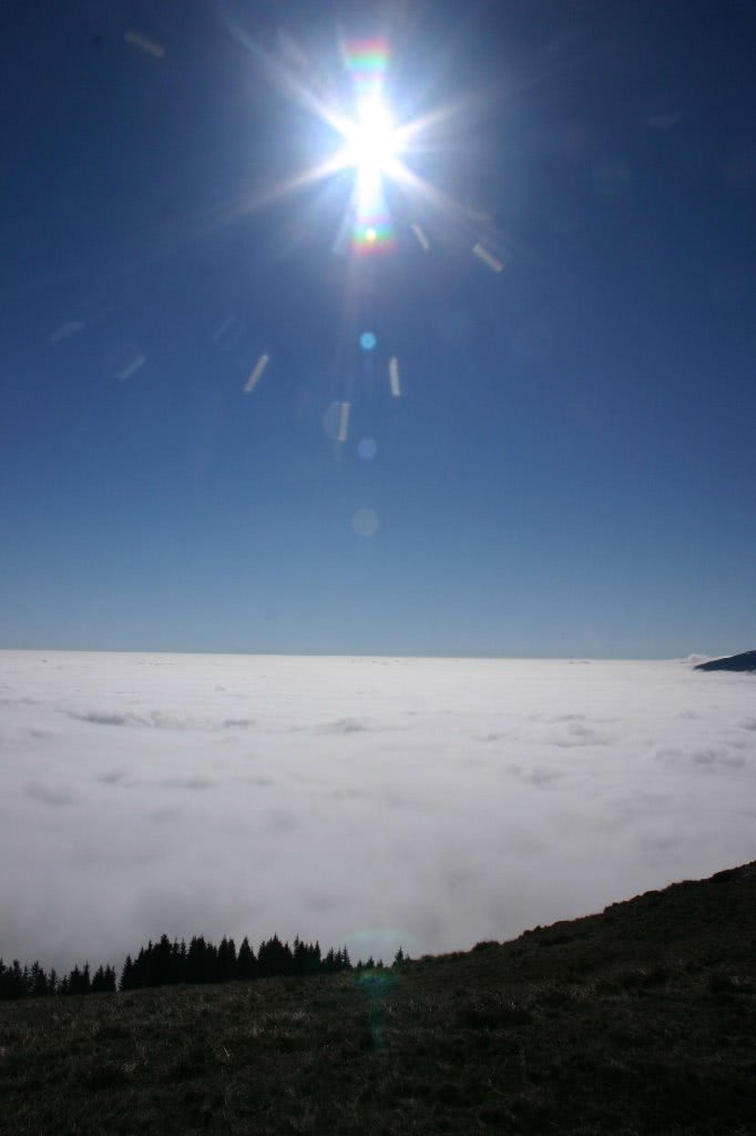 porci de vanzare prahova valenii de munte