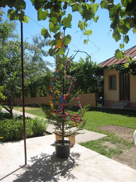 florina din botosani